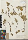 Foto von Salix glandulifera Flod. x Salix hastata L.